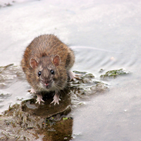 Wanderratte