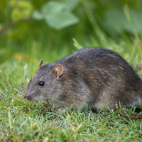 Wanderratte