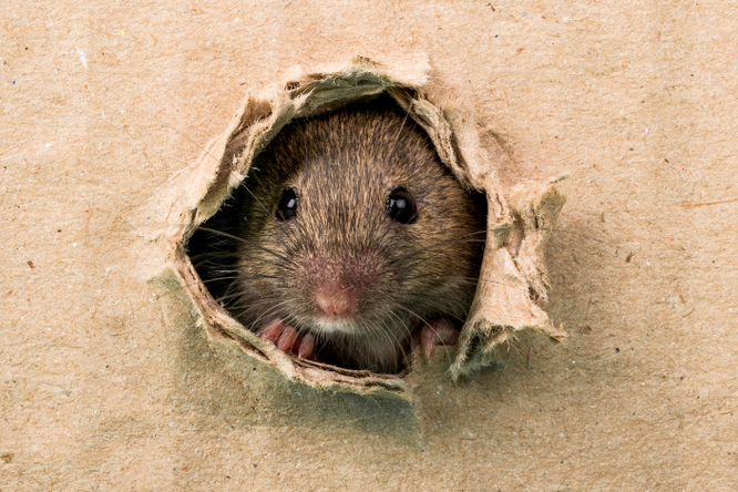 Mus Musculus – Mäuse im Haus?