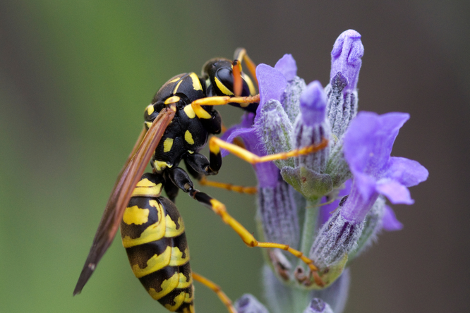 Familie Vespidae