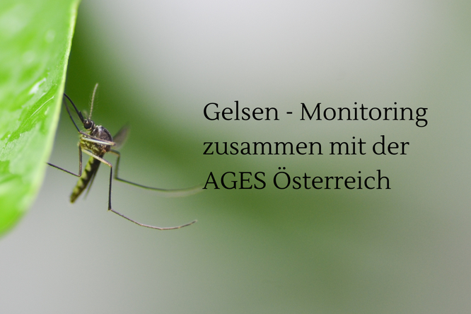 Mückenmonitoring mit der Ages Österreich