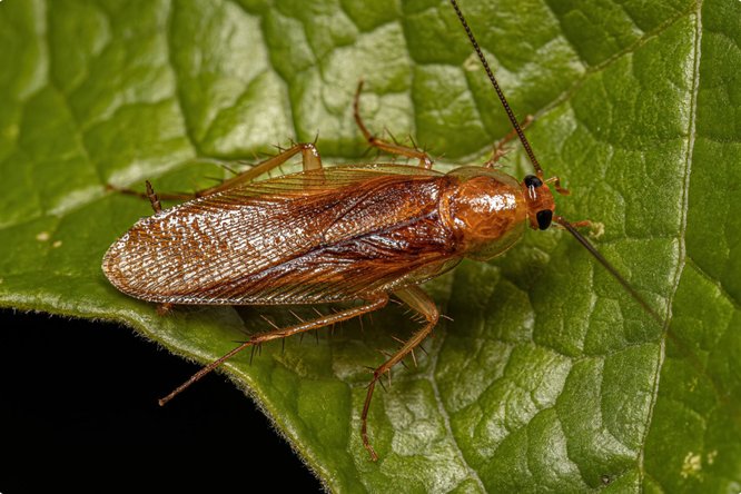 Faszination Waldschabe (Ectobius vittiventris)