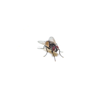 Fliege