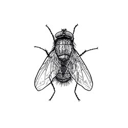 Fliege