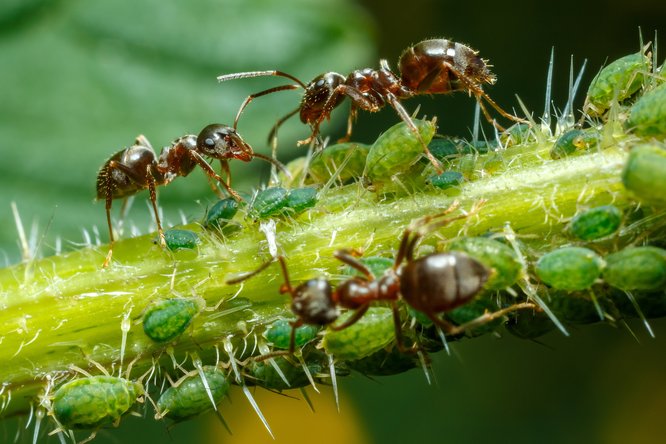 Foto: “Andrian_S”/ Shutterstock.com