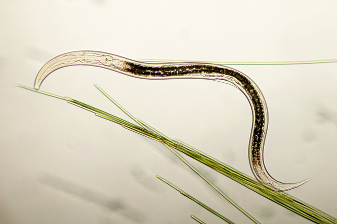 Nematoden