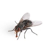 Fliege