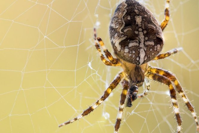 Kreuzspinne