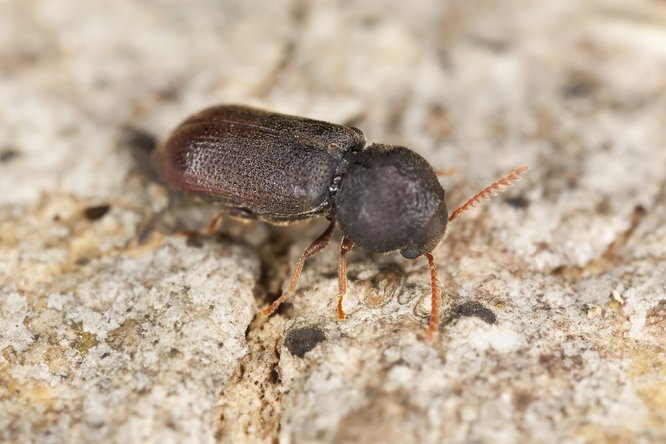 Gemeiner Nagekäfer alias Holzwurm