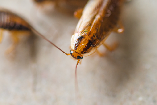 Die Deutsche Schabe (Blattella germanica)