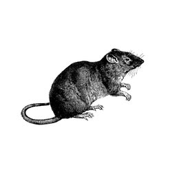 Wanderratte