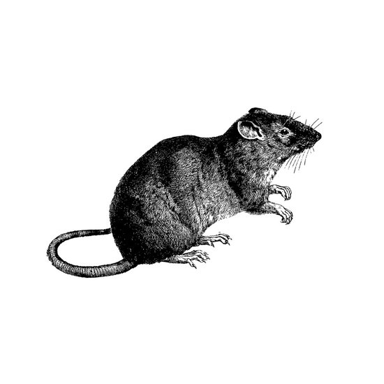 Wanderratte