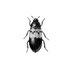 Speckkäfer