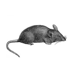 Hausmaus