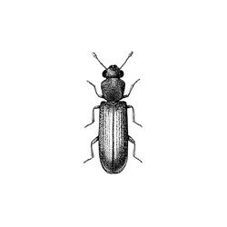 Splintholzkäfer