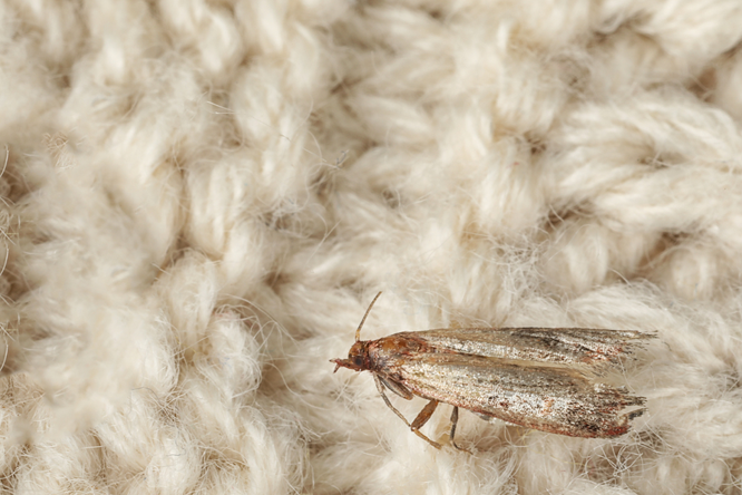 Tineola bisselliella....