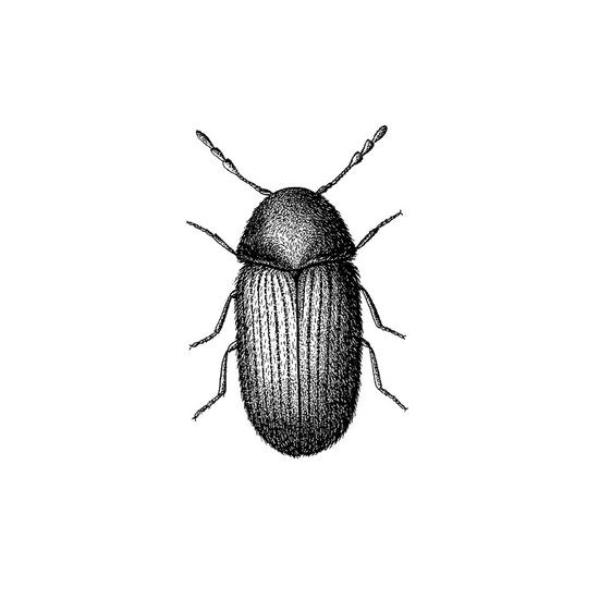 Brotkäfer