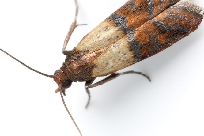 Dörrobstmotte (Plodia interpunctella)