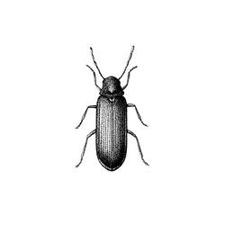 Gemeiner Nagekäfer (Holzwurm)