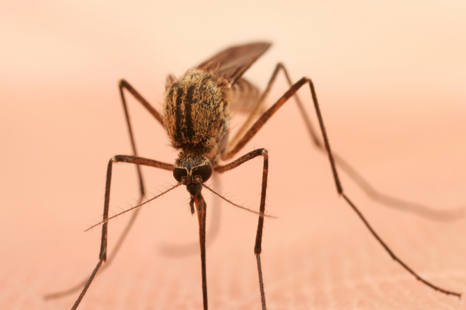 Mücken: Nervensägen oder doch beeindruckende Insekten?