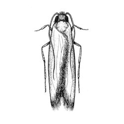 Textilmotte