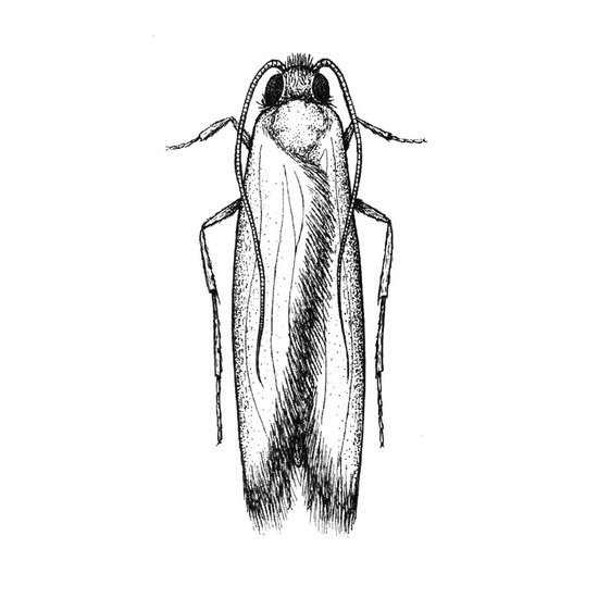 Textilmotte