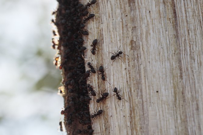 Schwarze Wegameise (Lasius niger)
