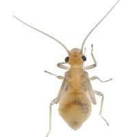Staublaus